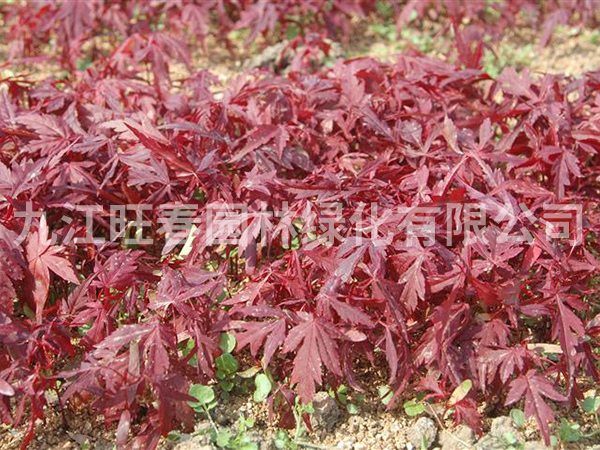 紅楓